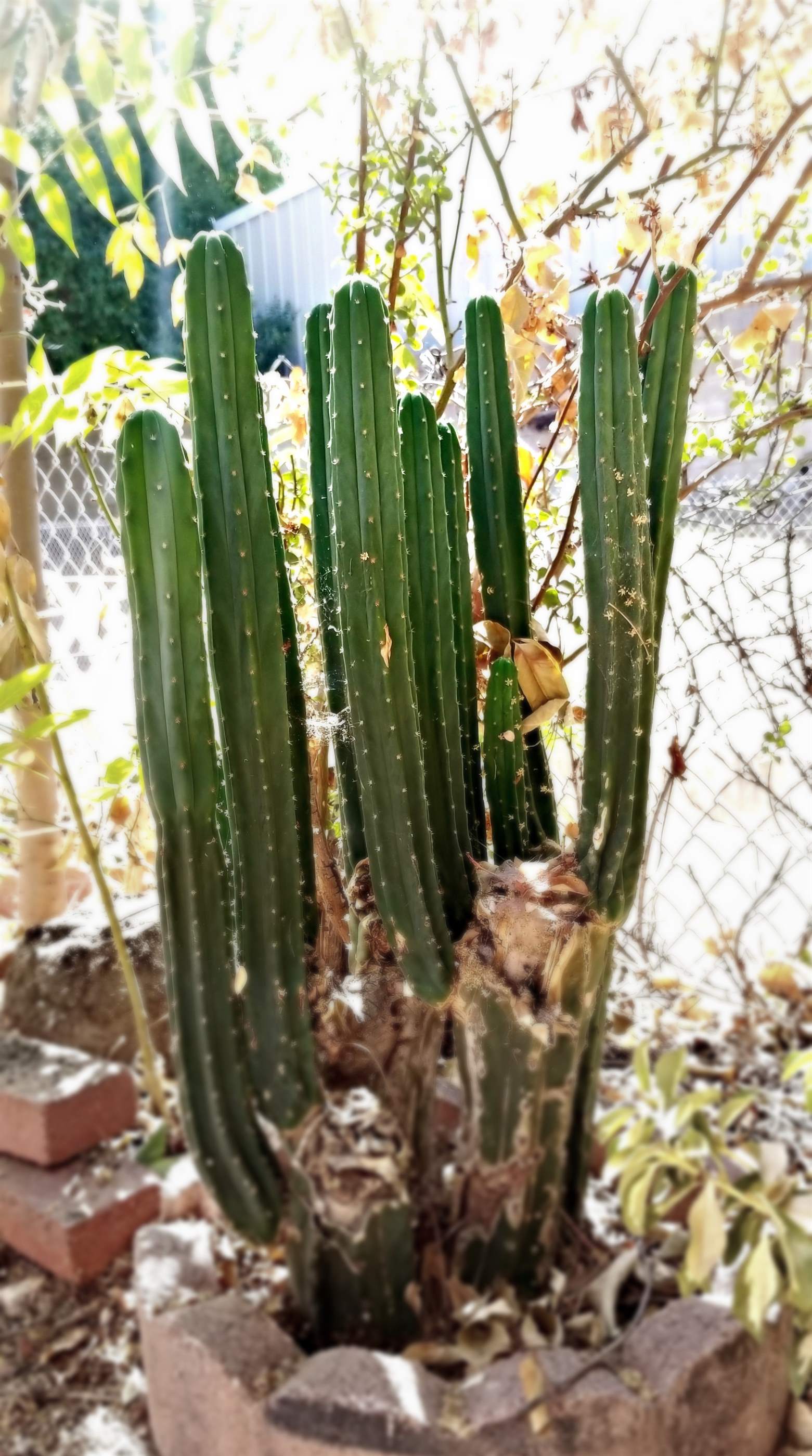 7620 Thousand Oaks Drive, Tujunga, CA 91042