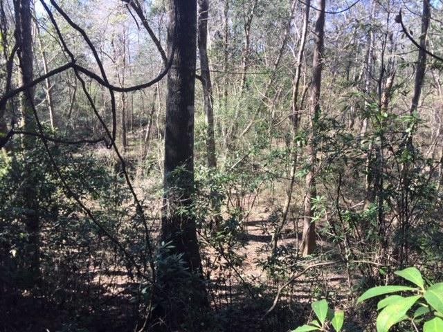 40 ACRES Hwy 85, Laurel Hill, FL 32567