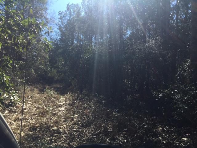 40 ACRES Hwy 85, Laurel Hill, FL 32567