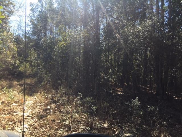 40 ACRES Hwy 85, Laurel Hill, FL 32567