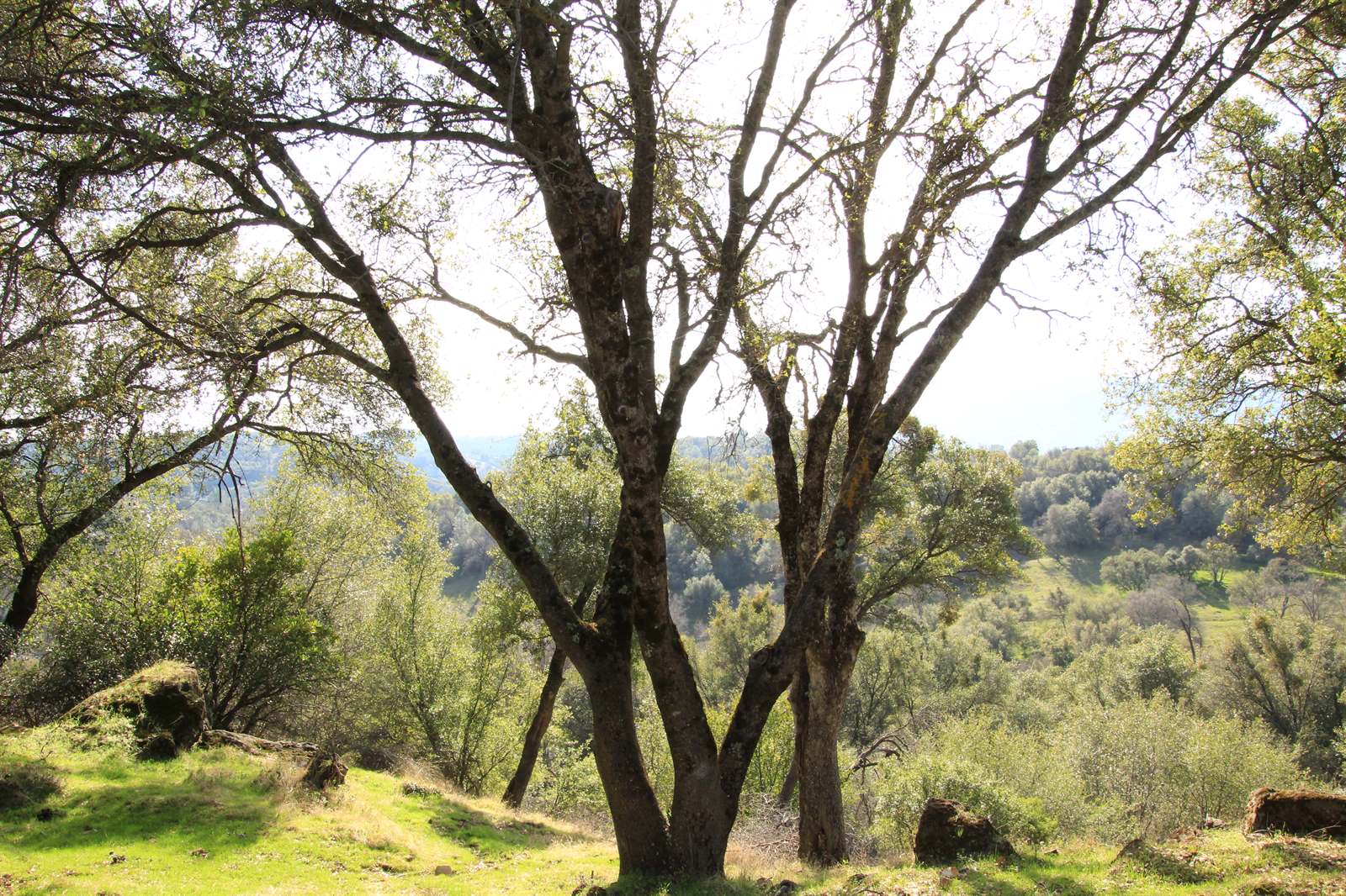 1360 Fairview Pl, Angels Camp, CA 95222