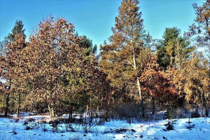 80 Acres 10TH AVENUE, Nekoosa, WI 54457