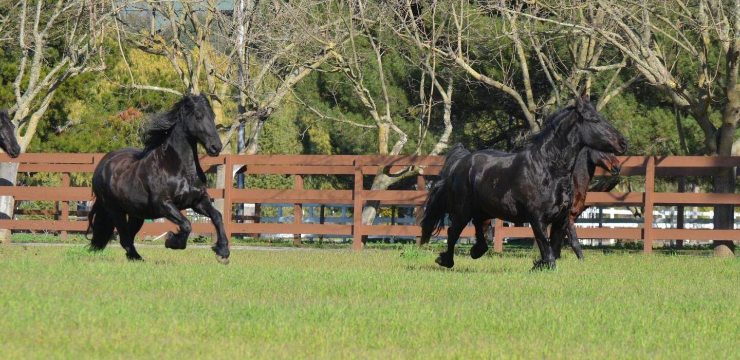 221 McMahon RD, Hollister, CA 95023