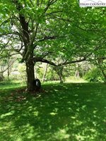 251 Lynn Hill Road, Boone, NC 28607