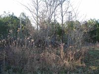 0 Pritchard Rd, Russellville, AL 35653