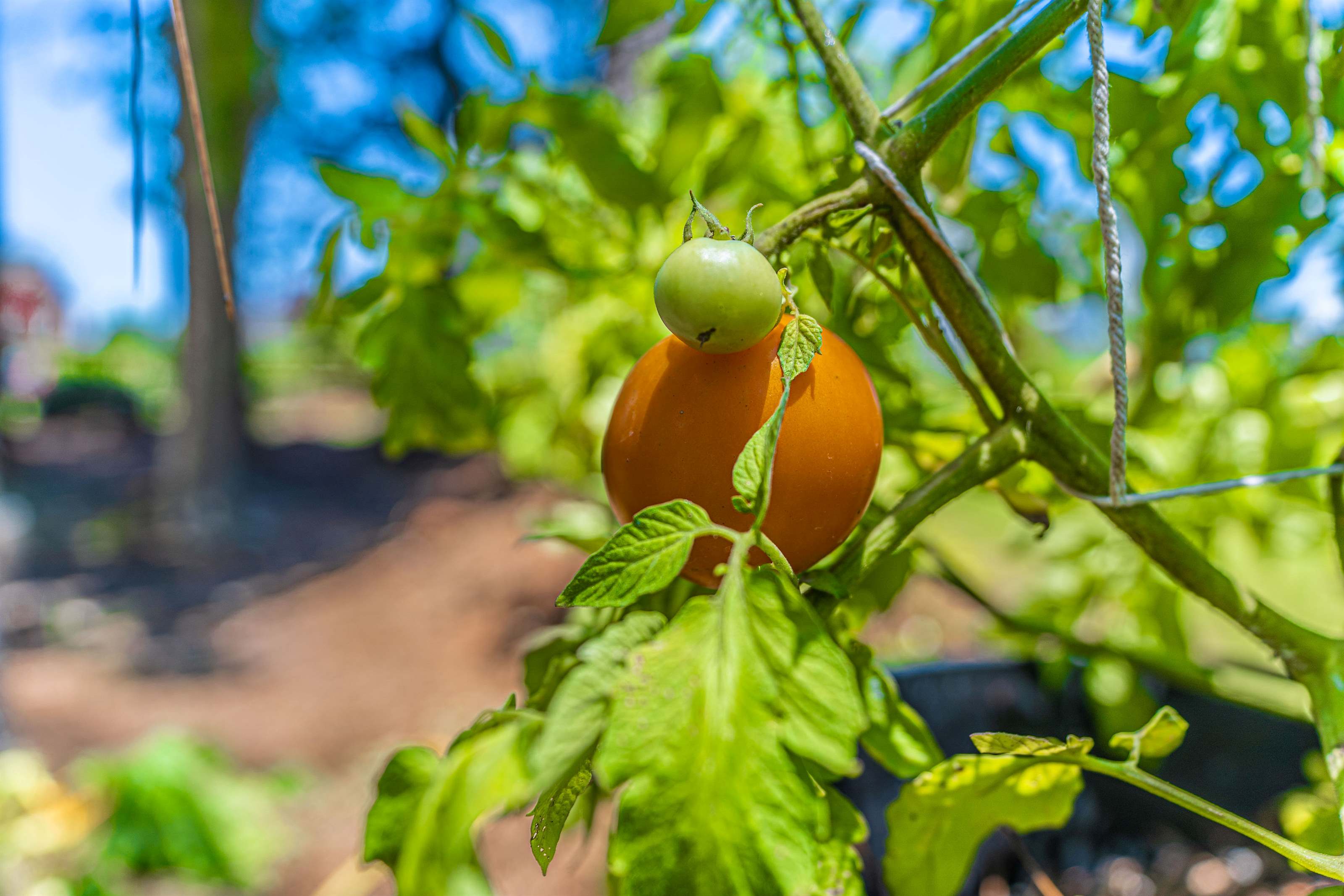 199 Farmhouse Lane, Carthage, NC 28327