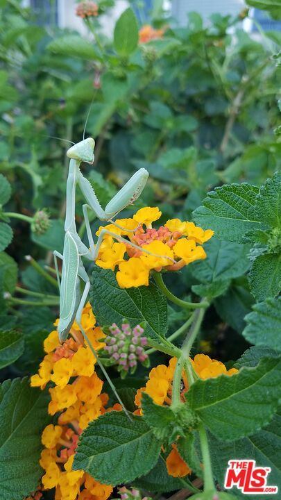 22858 Gault St, West Hills, CA 91307