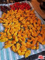 22858 Gault St, West Hills, CA 91307