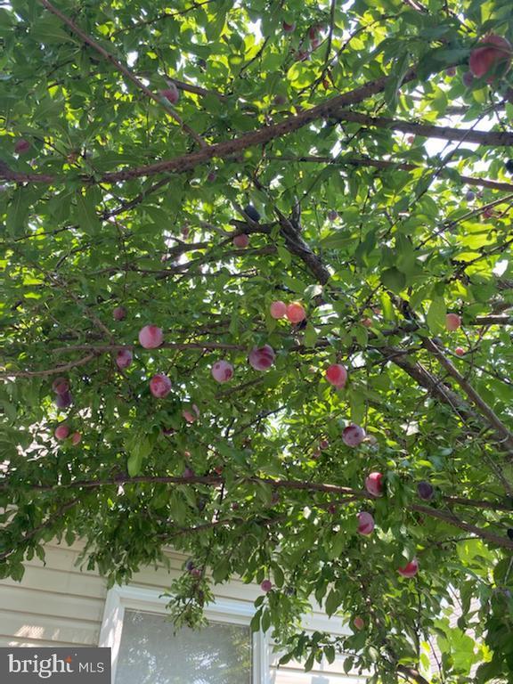 22 Martin Lane, Norwood, PA 19074