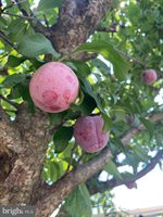 22 Martin Lane, Norwood, PA 19074