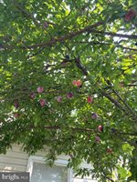 22 Martin Lane, Norwood, PA 19074