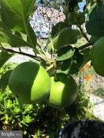 22 Martin Lane, Norwood, PA 19074