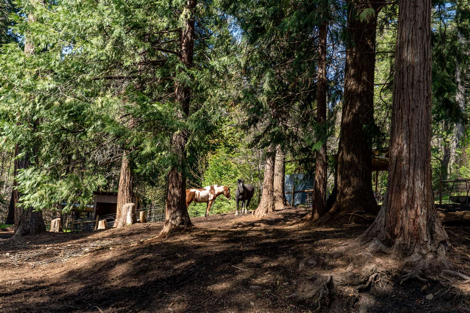 4520 Love Creek Road, Avery, CA 95224