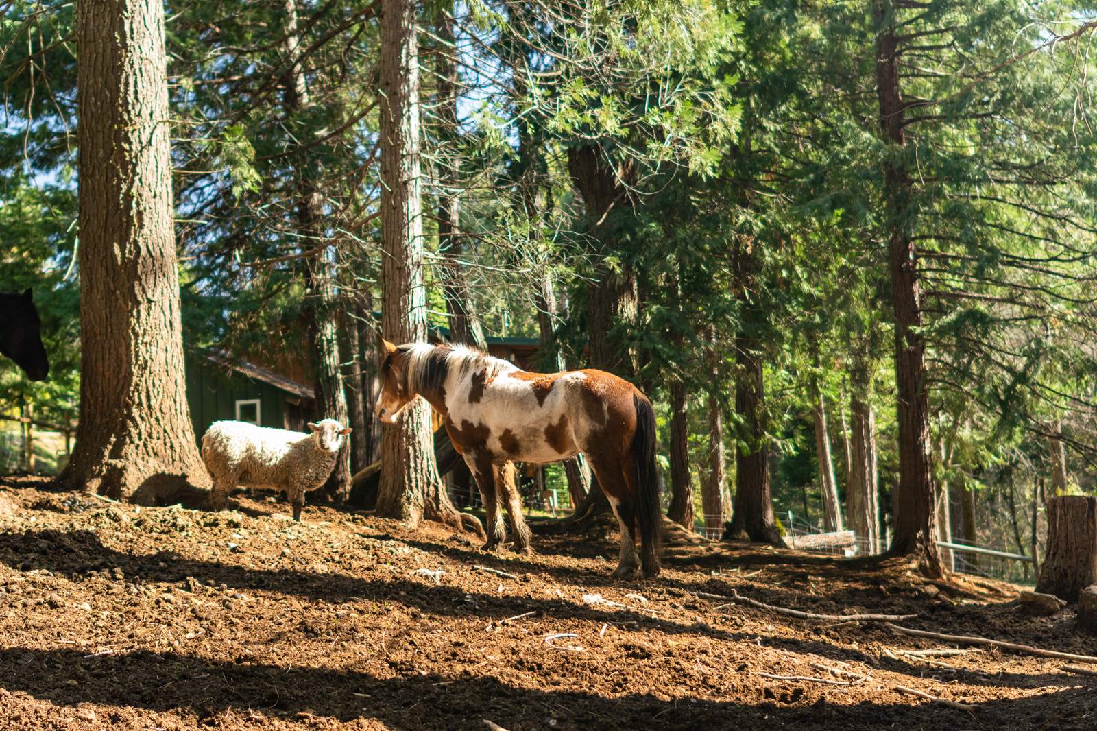 4520 Love Creek Road, Avery, CA 95224