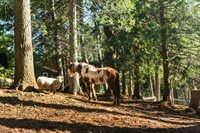 4520 Love Creek Road, Avery, CA 95224