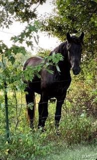 238 Hill Street, Crocker, MO 65452