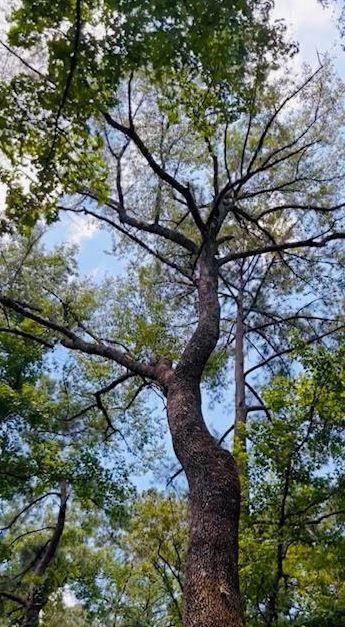 1060 MS 570 E, Mccomb, MS 39648