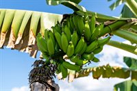 76-130 Kamehamalu Street, Kailua-Kona, HI 96740