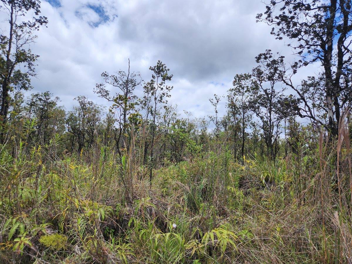 Omeka Rd, Volcano, HI 96785