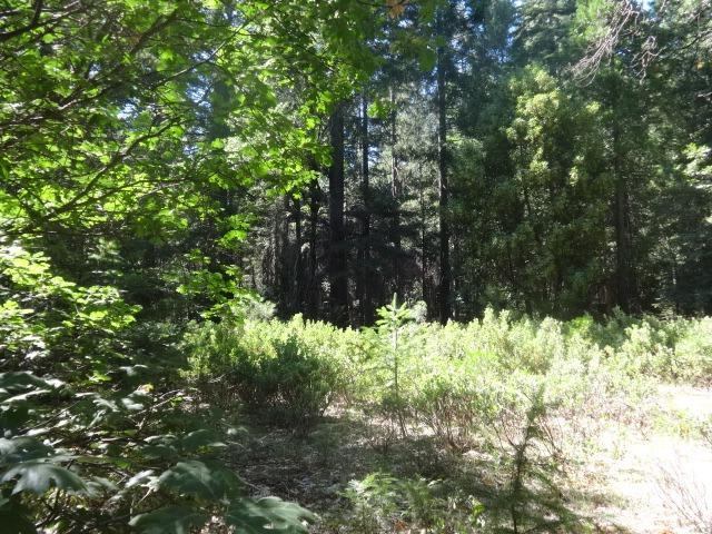 13802 Red Dog Road, Nevada City, CA 95959