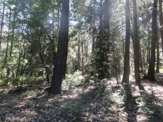 13802 Red Dog Road, Nevada City, CA 95959