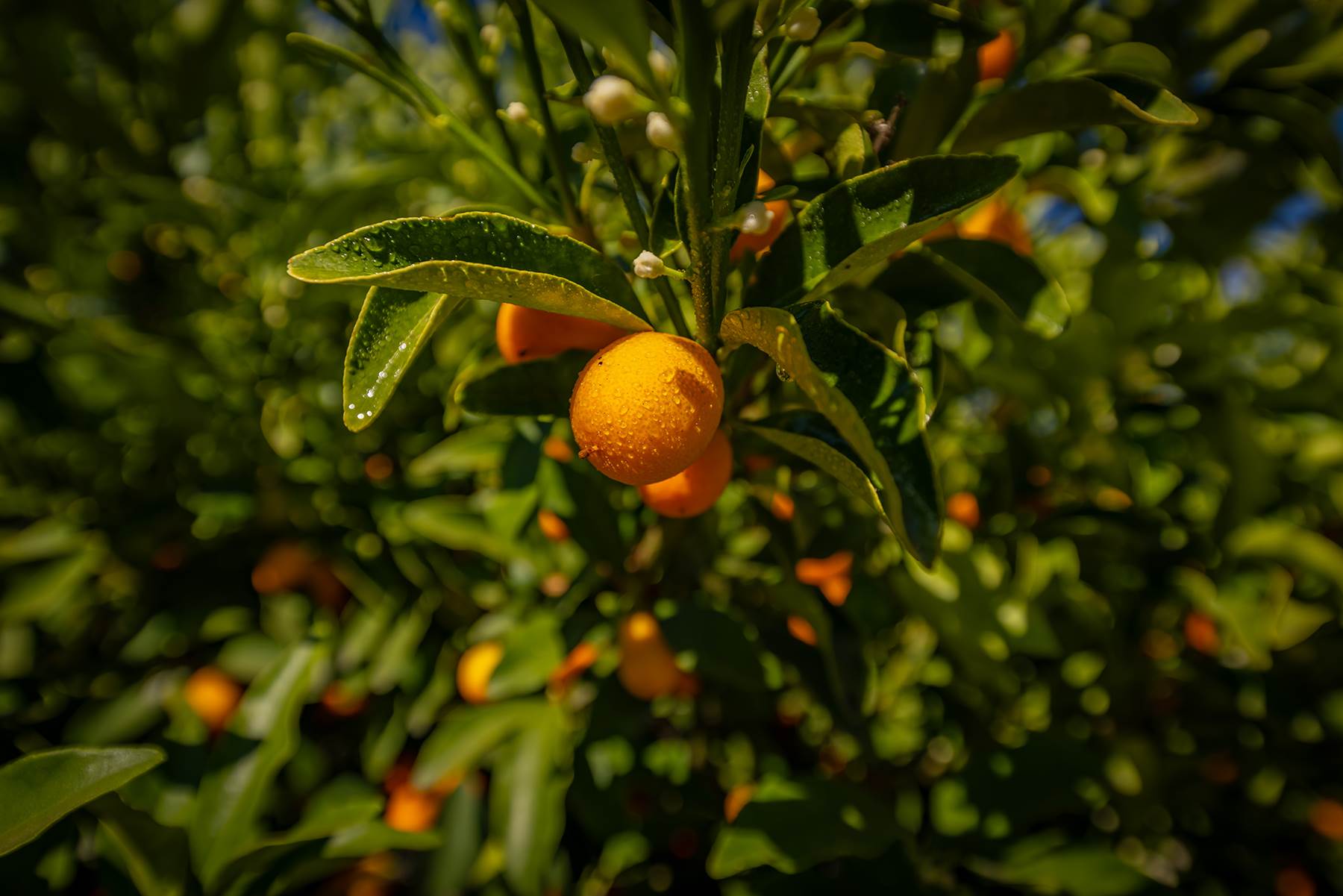 112 N. Fulton St., Ojai, CA 93023