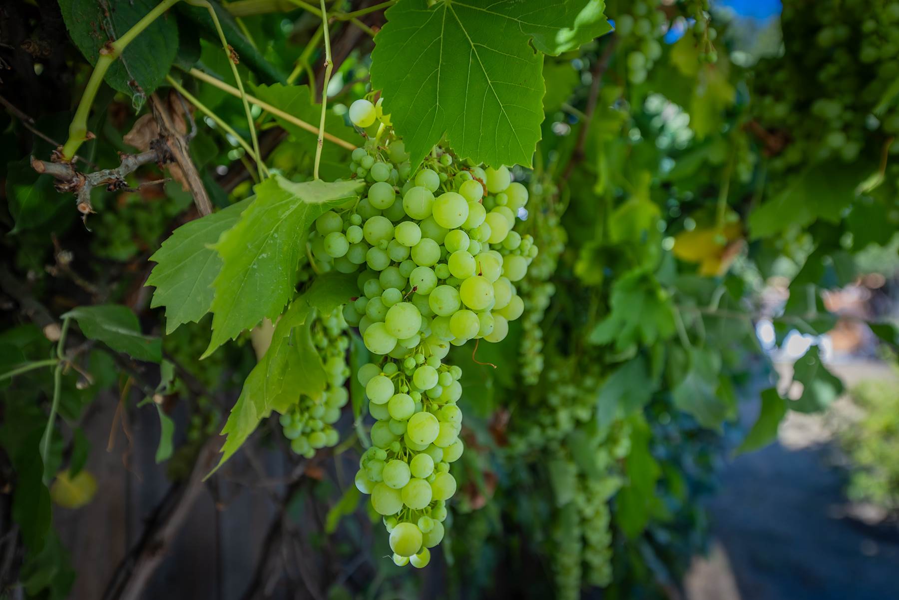 112 N. Fulton St., Ojai, CA 93023