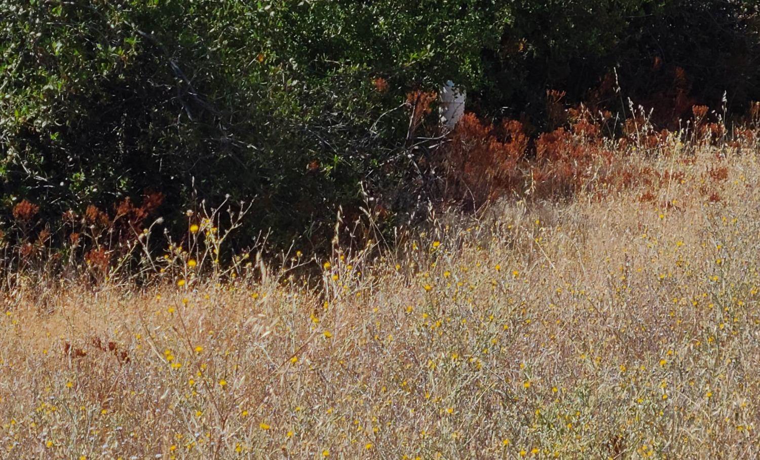 0 Blue Oak Ranch Road, Auburn, CA 95603