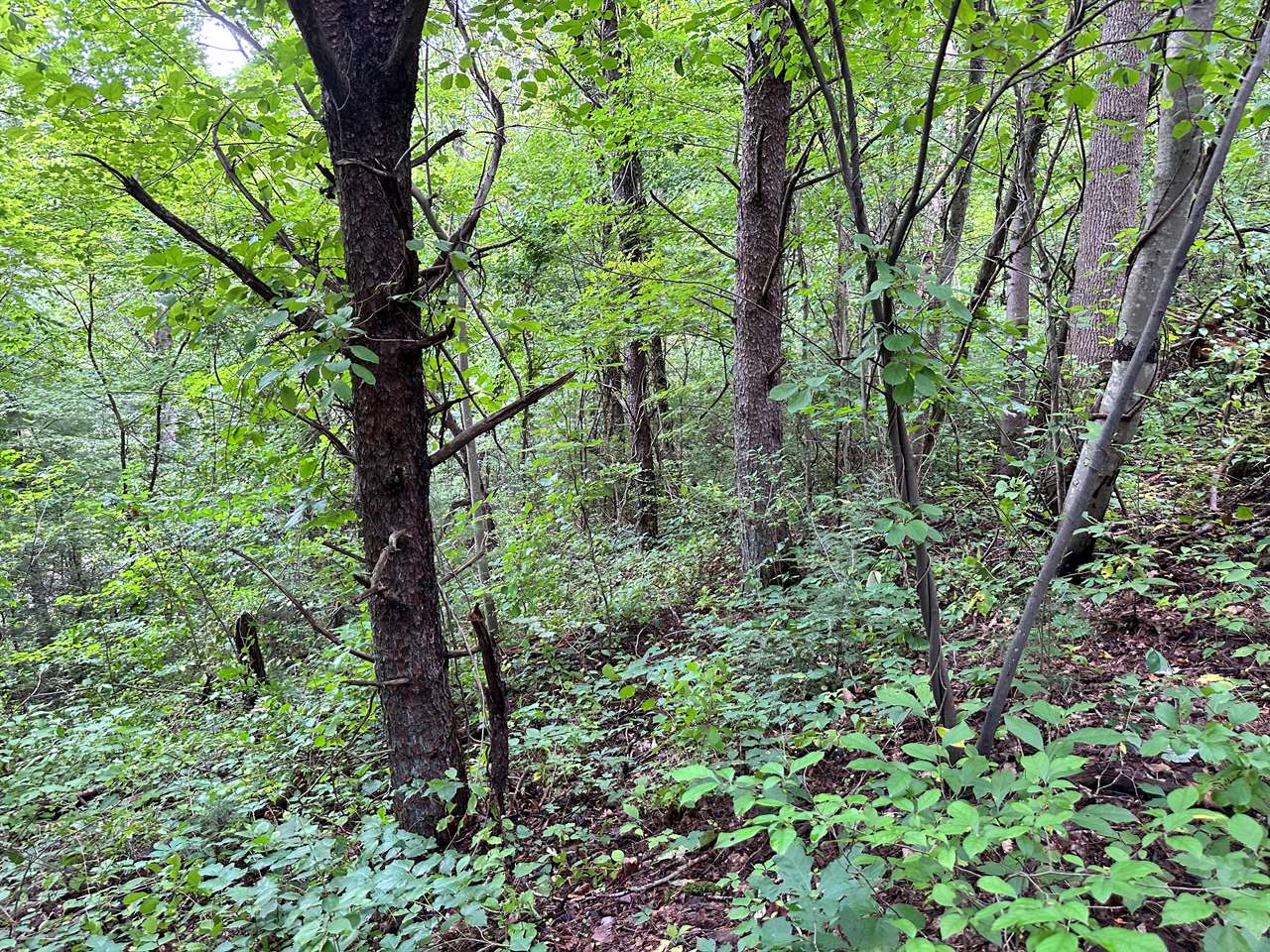 TBD Laurel Drive, Canton, NC 28716