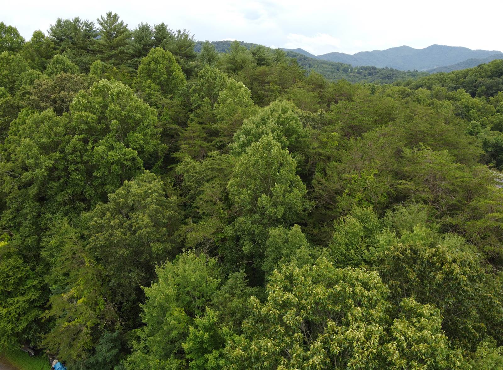 TBD Laurel Drive, Canton, NC 28716