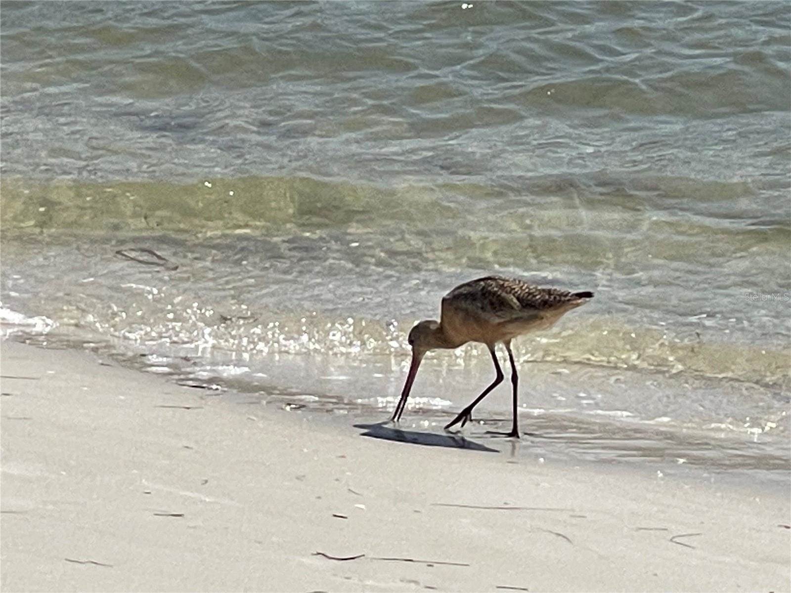 2908 54TH Street South, Gulfport, FL 33707