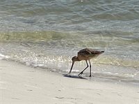 2908 54TH Street South, Gulfport, FL 33707