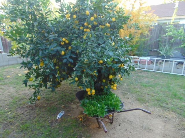 5870 Nina Way, Sacramento, CA 95824