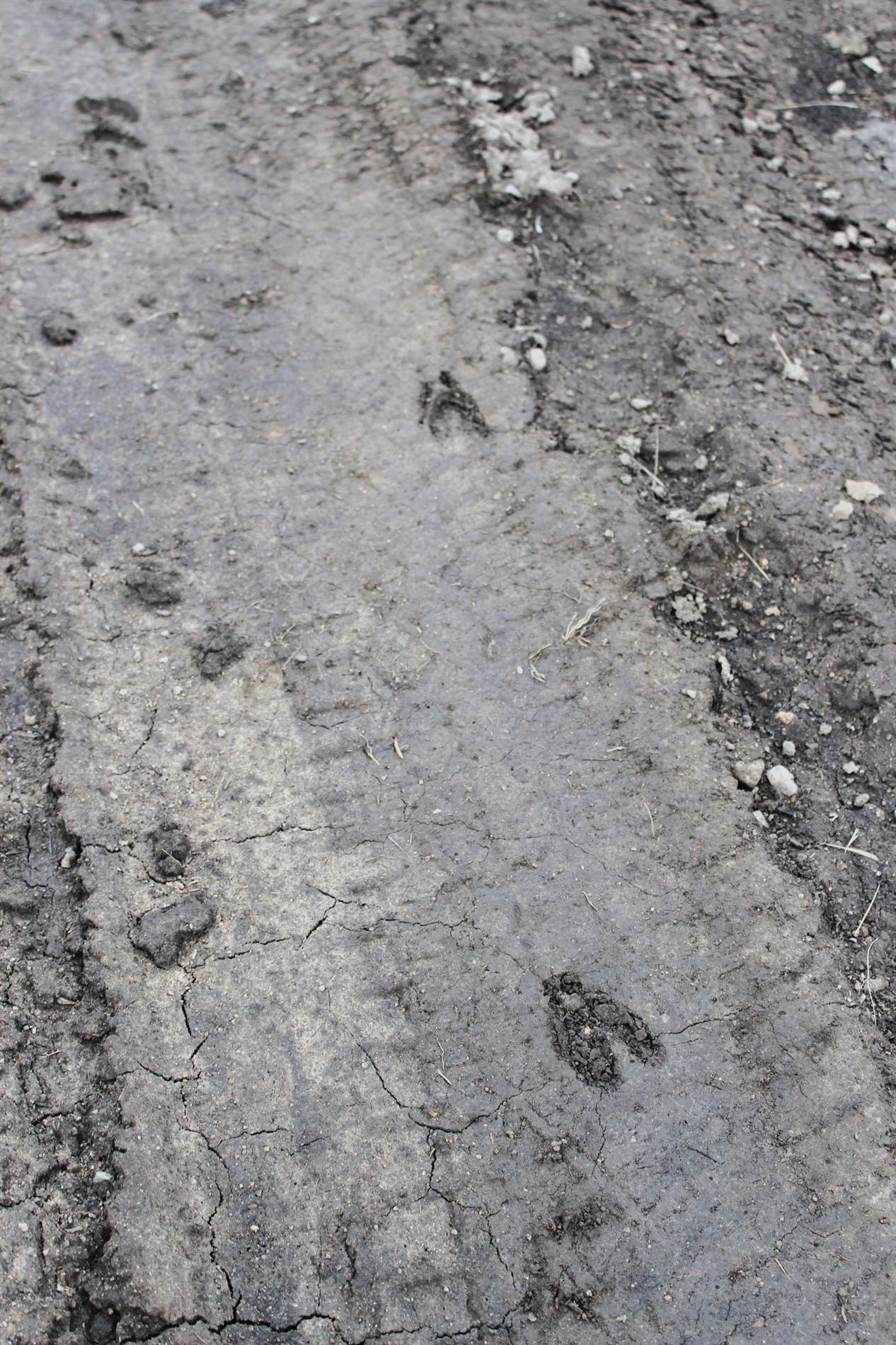 NHN Soft Rock Road, Corvallis, MT 59828