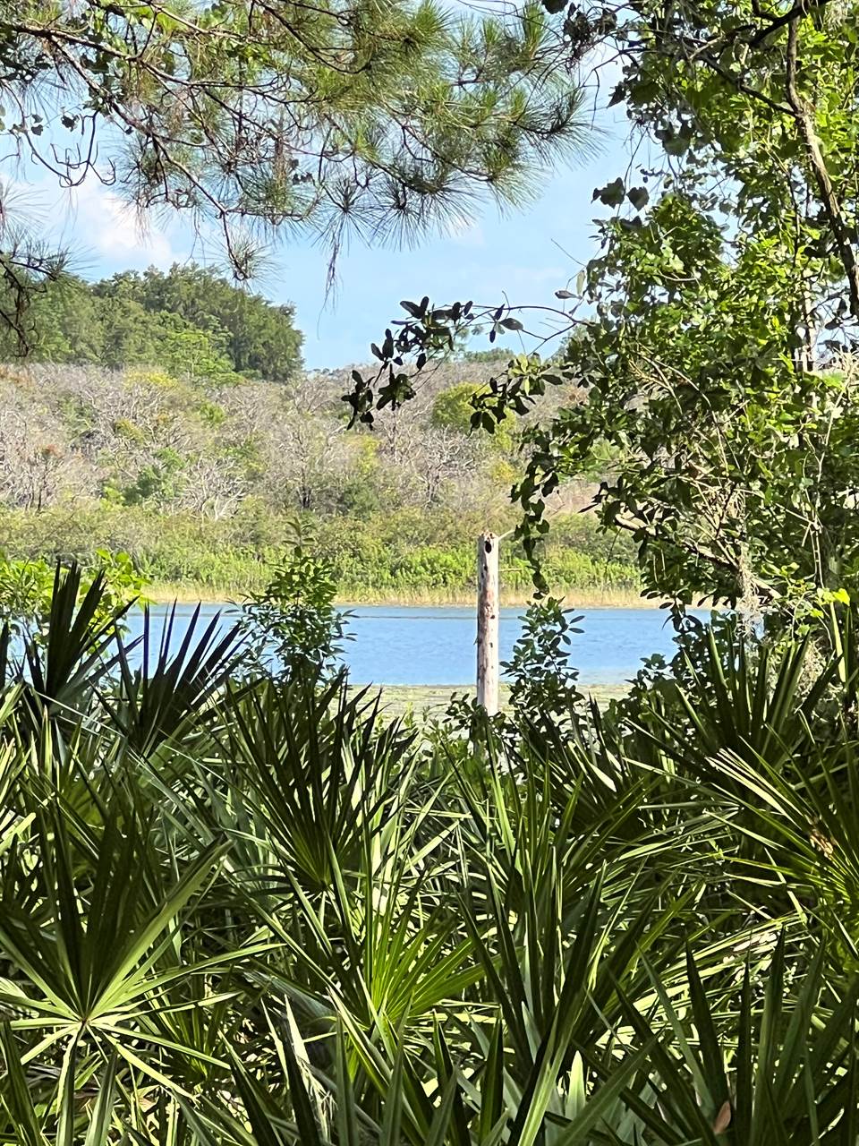 TBD Malauka Radial, Ocklawaha, FL 32179