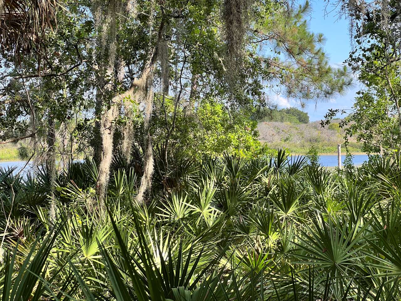 TBD Malauka Radial, Ocklawaha, FL 32179