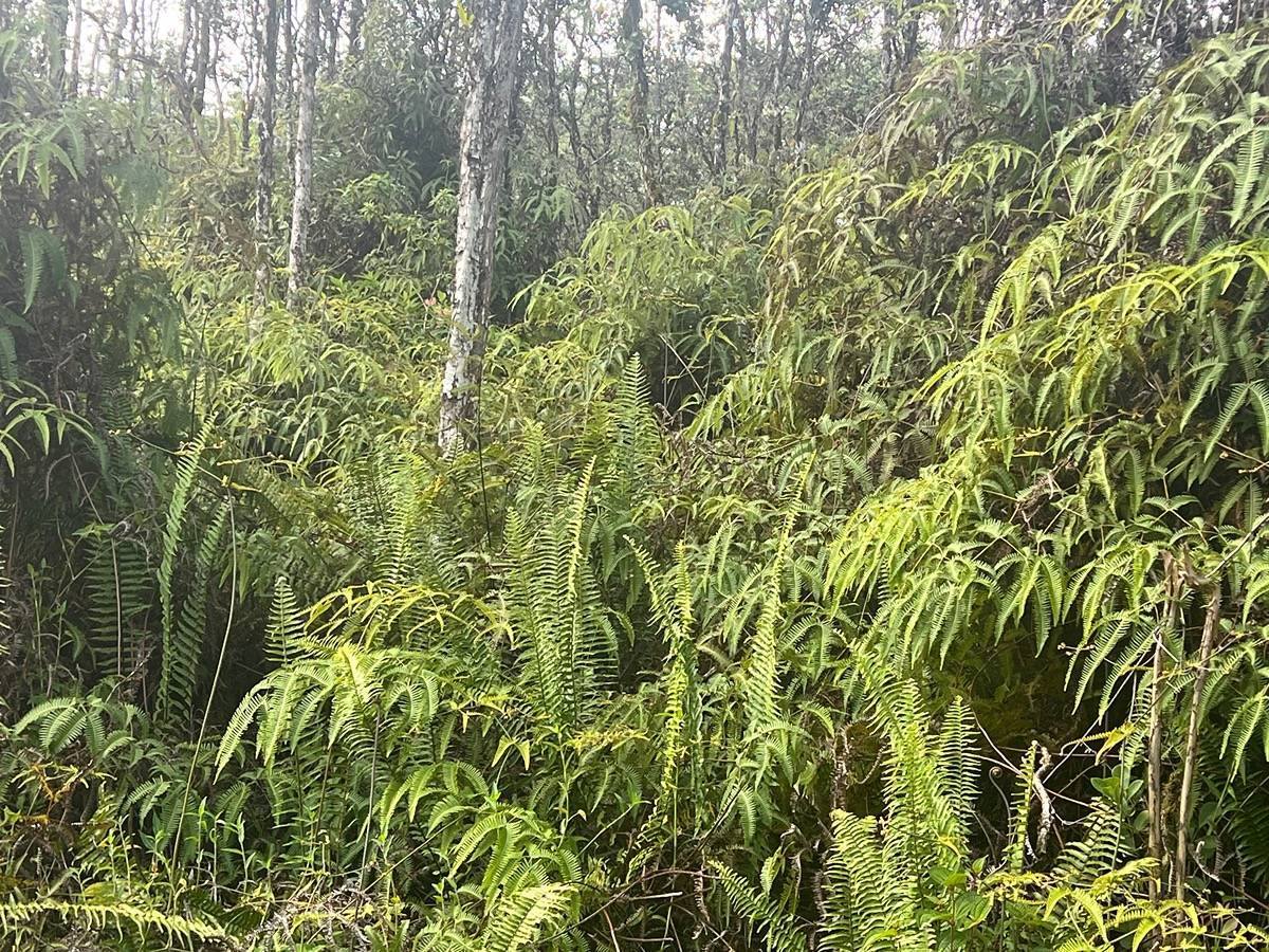 Mauna Kea Rd, Pahoa, HI 96778