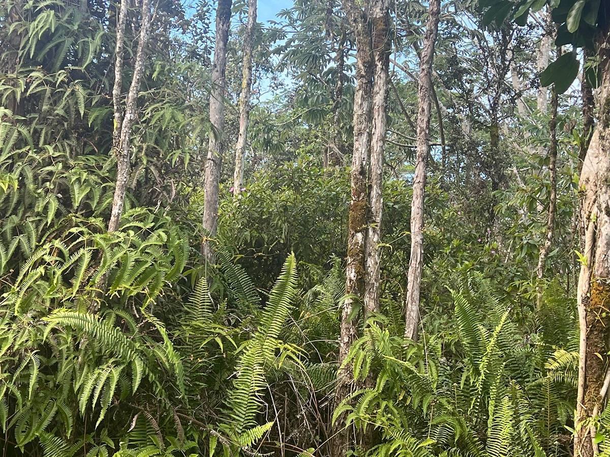 Mauna Kea Rd, Pahoa, HI 96778