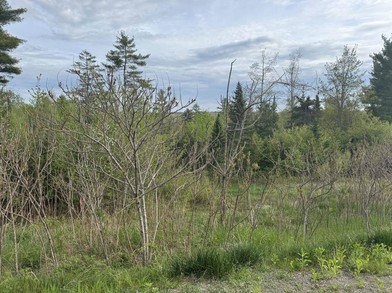 Lot #16 Hemlock Ridge Drive, Hermon, ME 04401