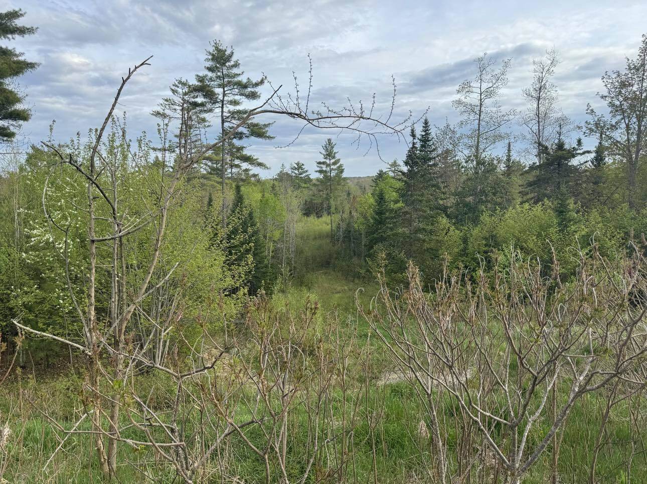 Lot #16 Hemlock Ridge Drive, Hermon, ME 04401