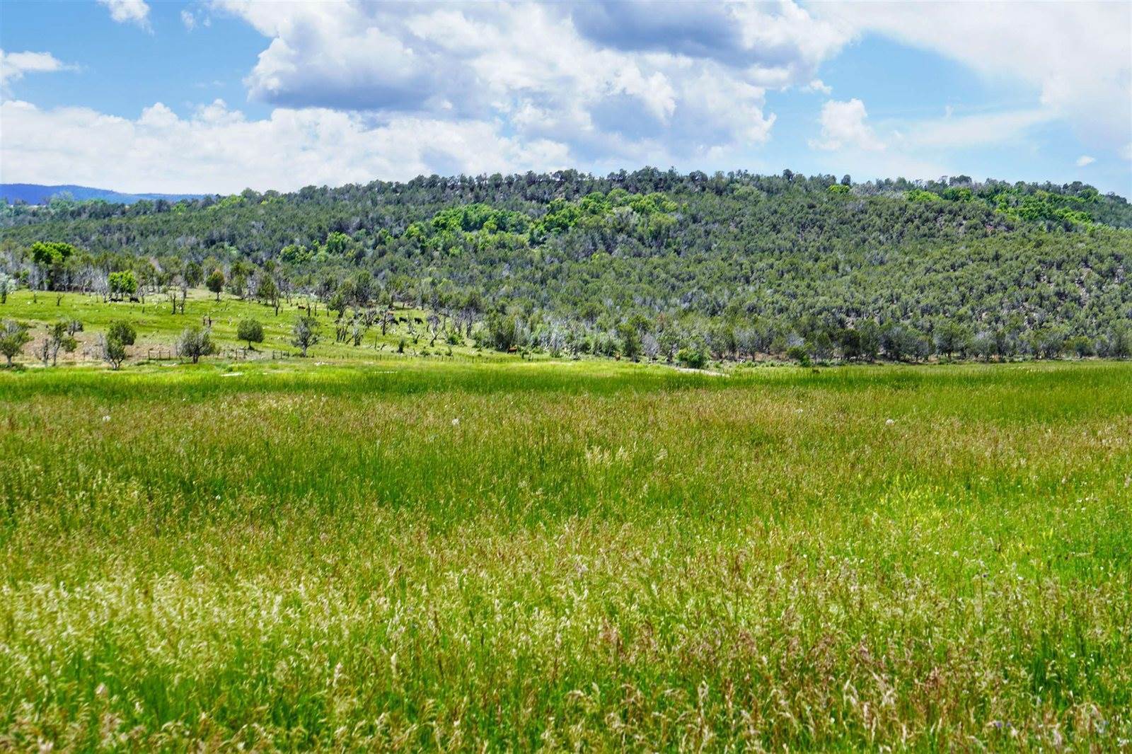 55945 OE Road, Collbran, CO 81624