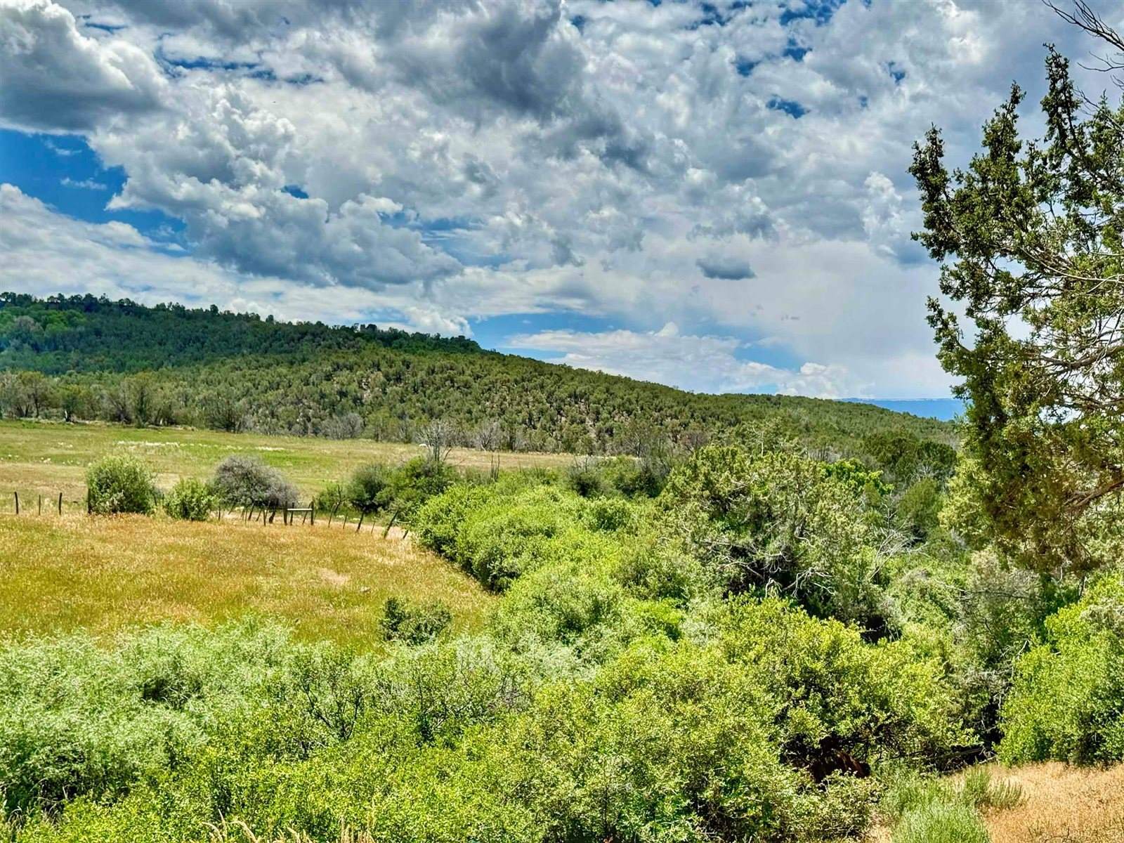 55945 OE Road, Collbran, CO 81624