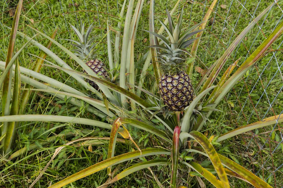 16-1794 Uau Rd, Mountain View, HI 96760