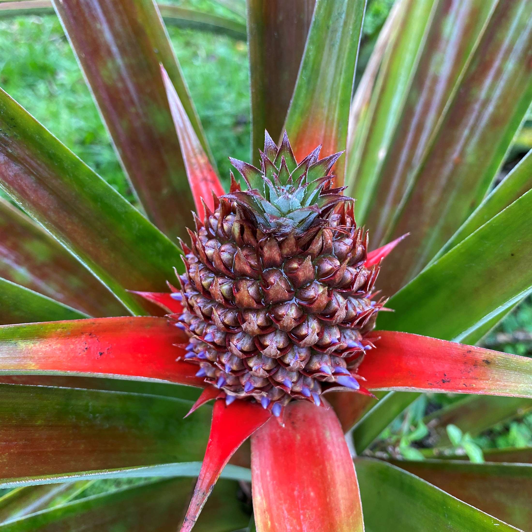 16-1794 Uau Rd, Mountain View, HI 96760