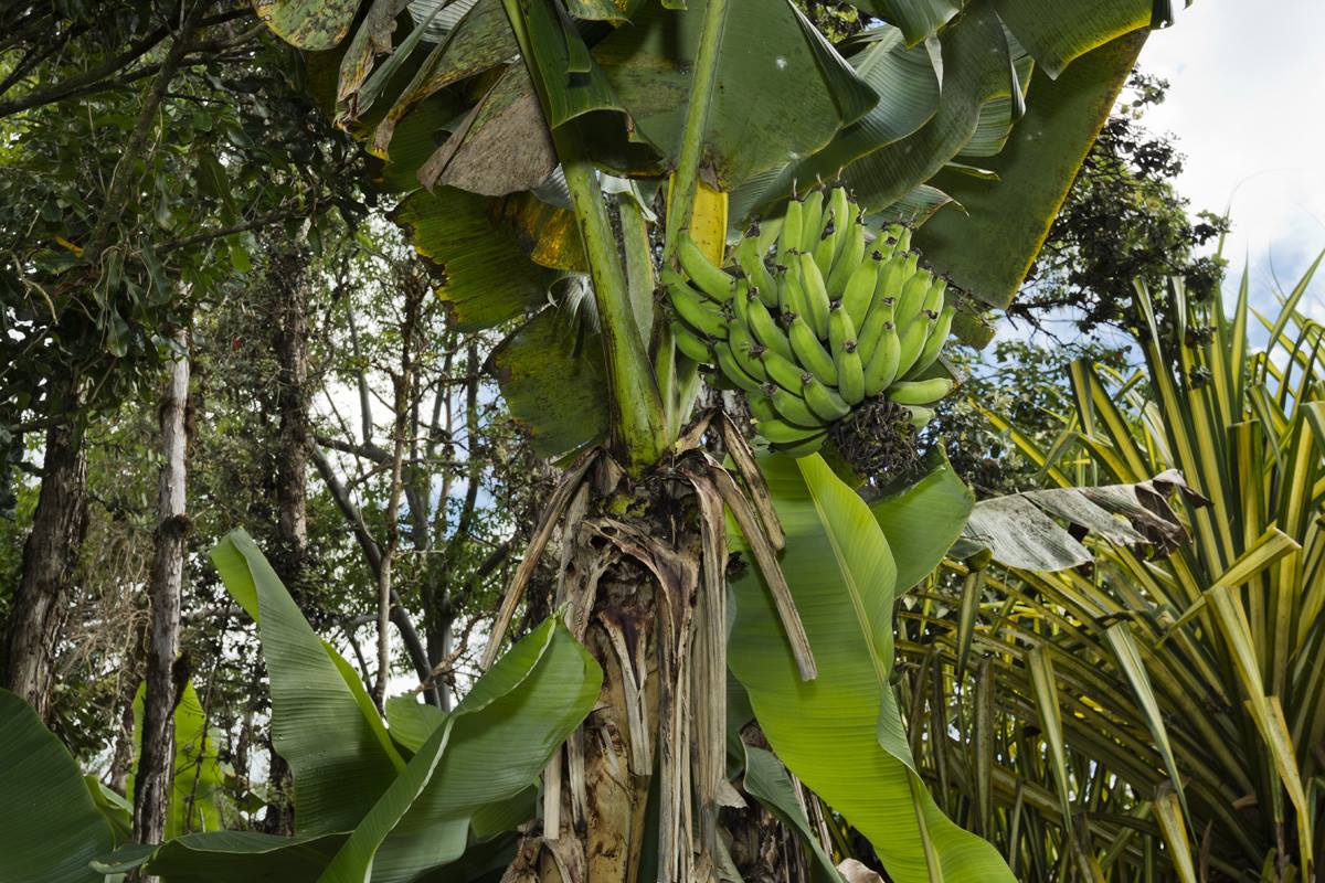 16-1794 Uau Rd, Mountain View, HI 96760