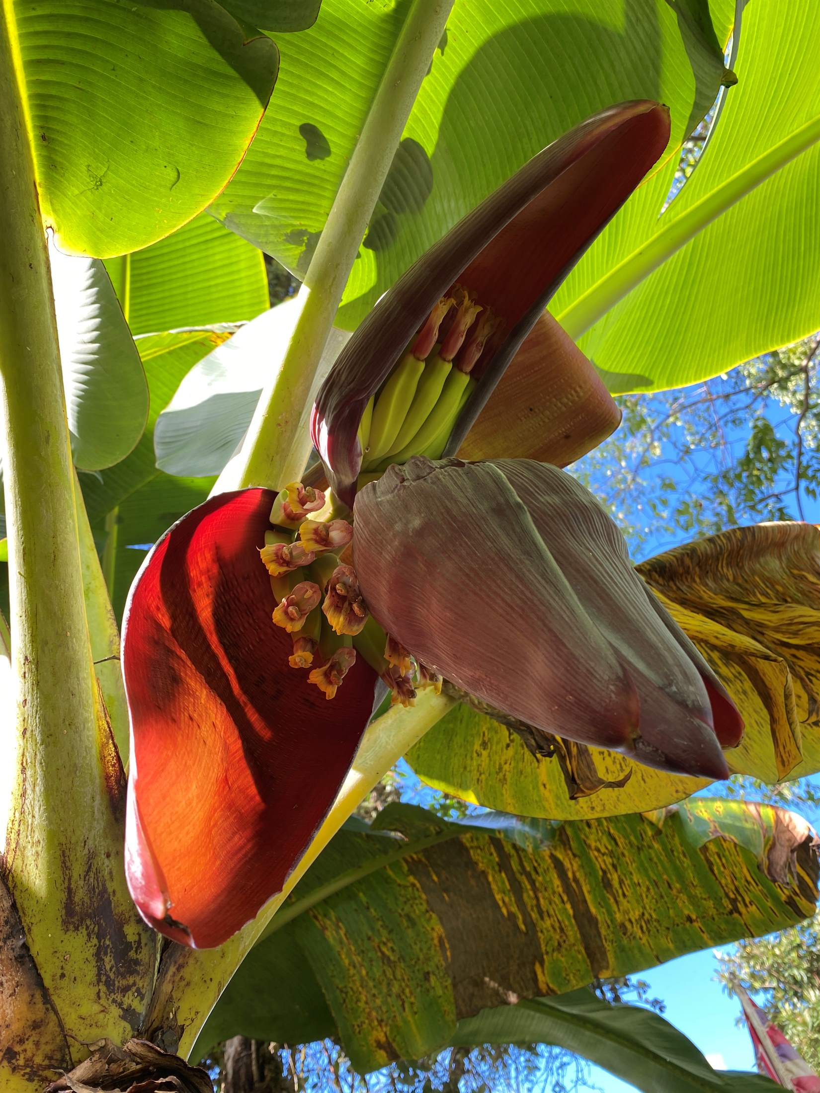 16-1794 Uau Rd, Mountain View, HI 96760