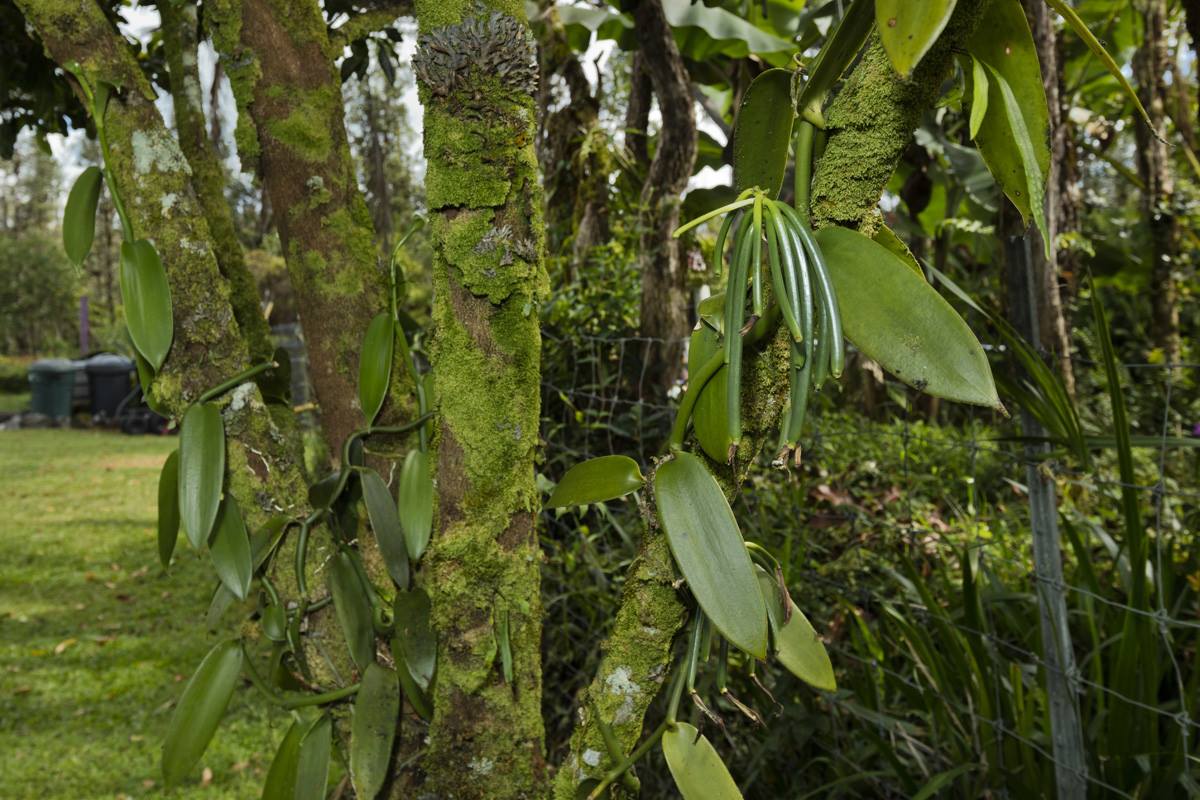 16-1794 Uau Rd, Mountain View, HI 96760