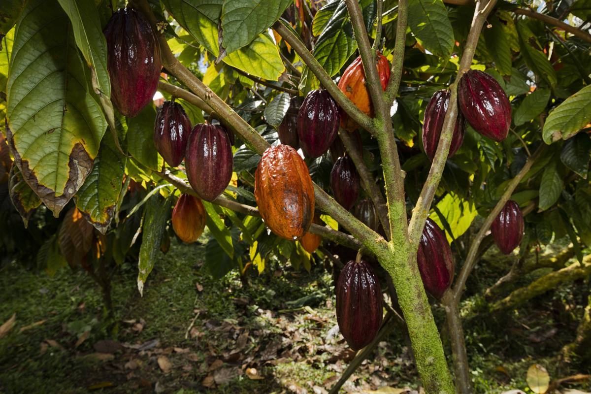 16-1794 Uau Rd, Mountain View, HI 96760