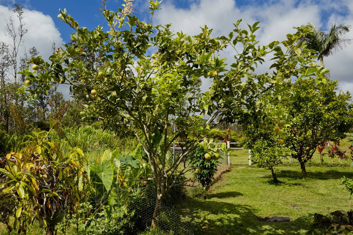 16-1794 Uau Rd, Mountain View, HI 96760