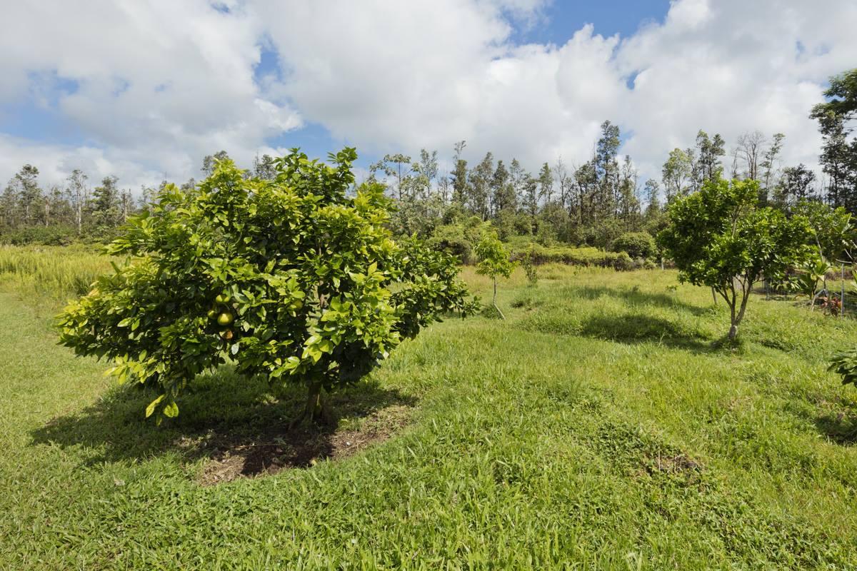 16-1794 Uau Rd, Mountain View, HI 96760